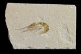 Cretaceous Fossil Shrimp - Lebanon #154551-1